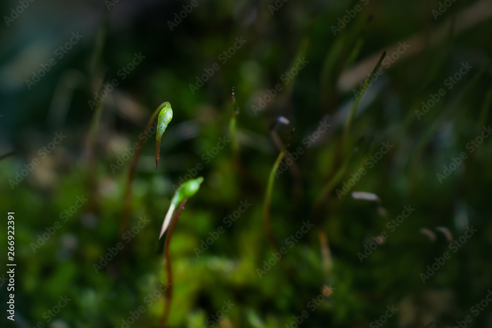 Forest moss close up. Concept of forest flora, microcosm. Place for text. Summer macro photo. Natural minimalism. Forest moss close up. Concept of forest flora, microcosm. Place for text. Summer macro photo. Natural minimalism.