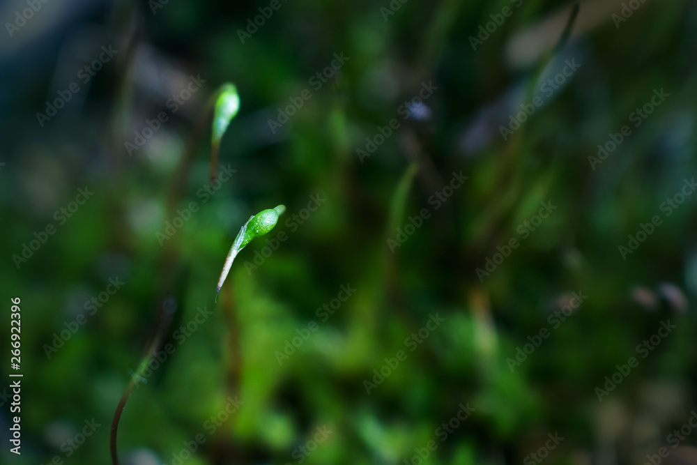 Forest moss close up. Concept of forest flora, microcosm. Place for text. Summer macro photo. Natural minimalism. Forest moss close up. Concept of forest flora, microcosm. Place for text. Summer macro photo. Natural minimalism.