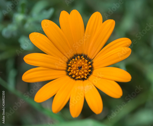 Closeup of a yellow daisy flower in an ornamental garden