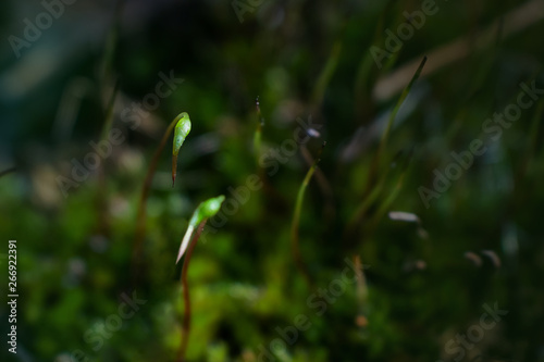 Forest moss close up. Concept of forest flora, microcosm. Place for text. Summer macro photo. Natural minimalism.