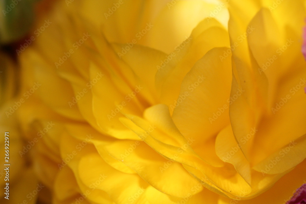 Fototapeta premium ranunkelblüte