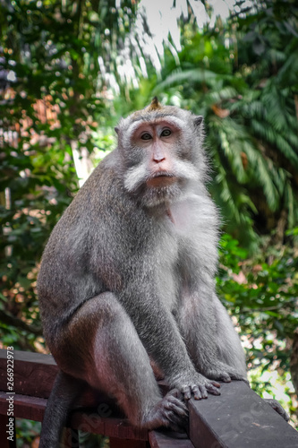 Monkey in the Monkey Forest, Ubud, Bali, Indonesia © daboost