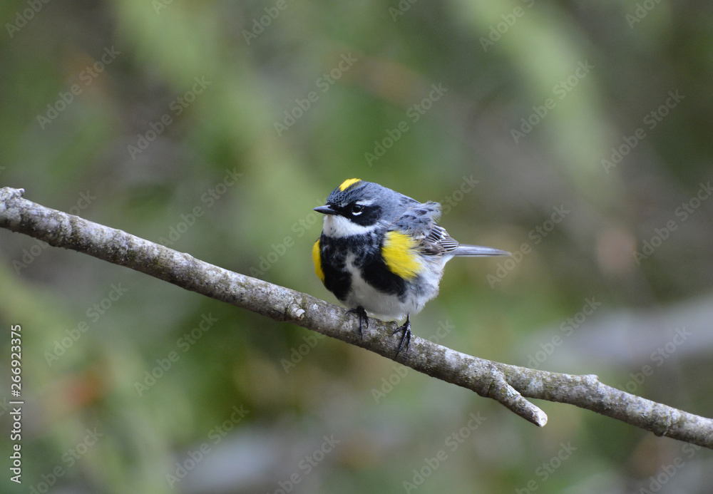 Fototapeta premium Yellow rumped warbler