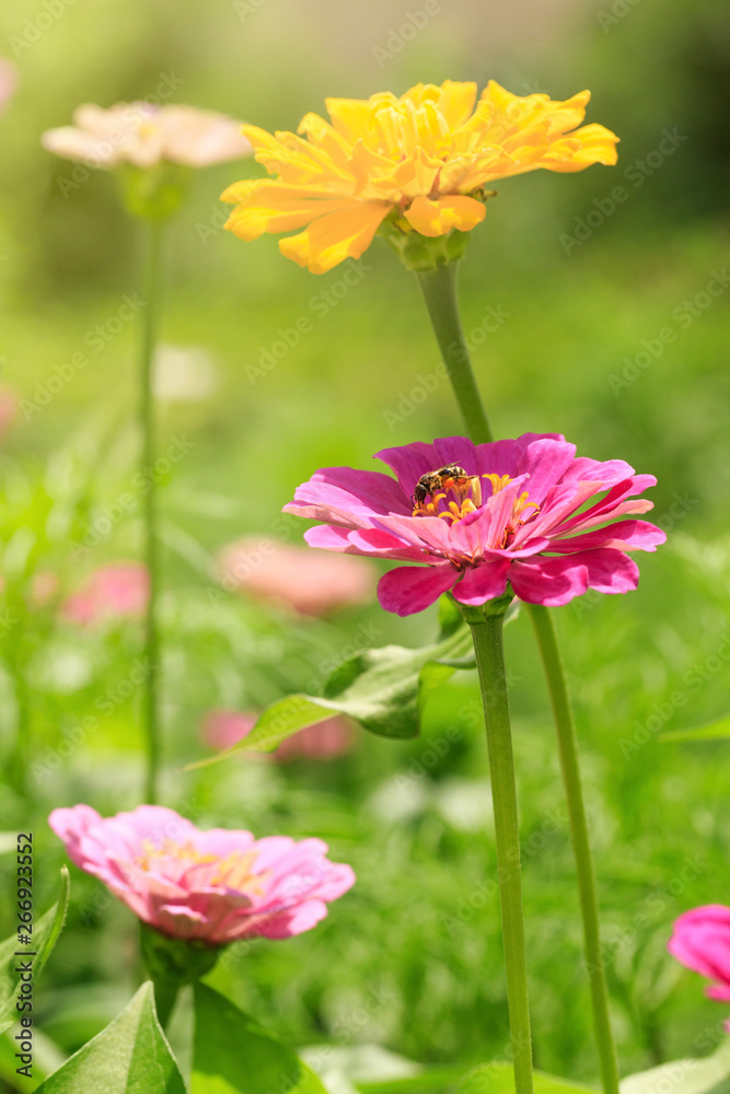 Flowers in the park