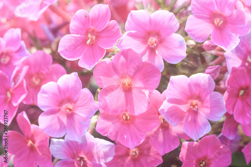 Flowers in the park