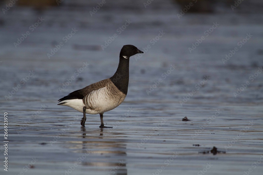 Fototapeta premium Young Canada Goose bird walking on the beach at sunrise, west coast of Ireland