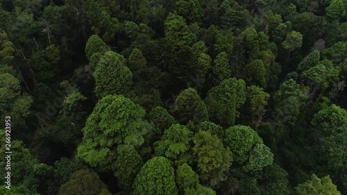 Aerial view forest and ancient palace under grey cloudy sky. Drone flying above treetop in park and palace in mountain, panning shot moving up. Portugal, Luso photo