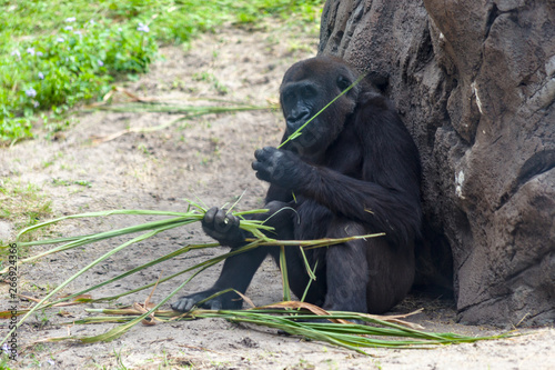 chipamze eating