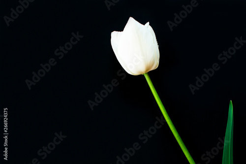 Isolated white tulip with black background.Copy space 