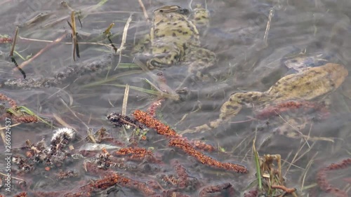 Common toads (Bufo bufo) swim in pond water