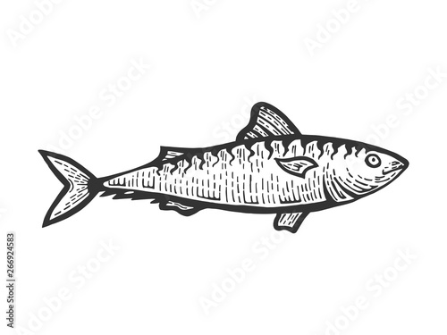 Herring Clupea fish food animal sketch engraving vector illustration. Scratch board style imitation. Black and white hand drawn image.