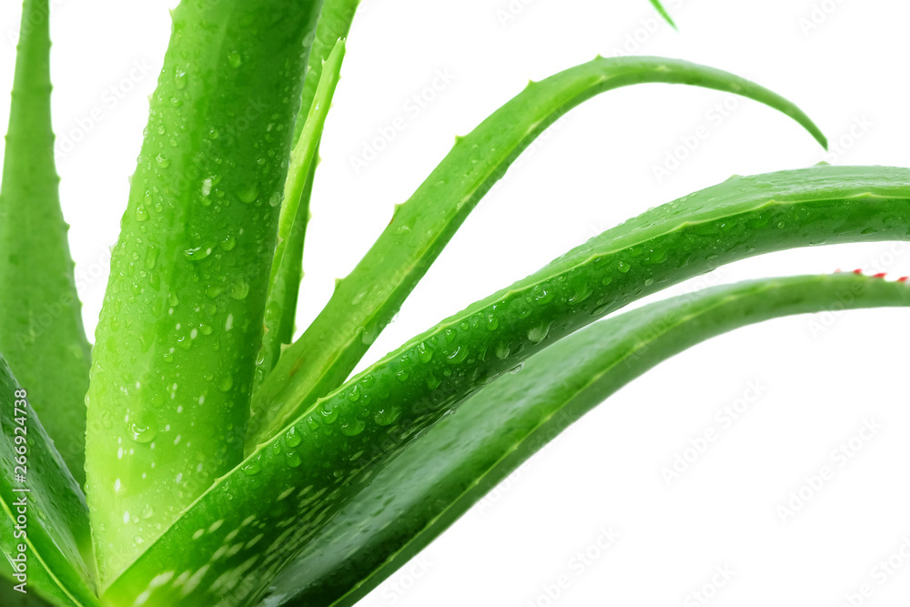 Fototapeta premium Closer to the details of fresh aloe vera plants with water drops on green leaves isolated on a white background.