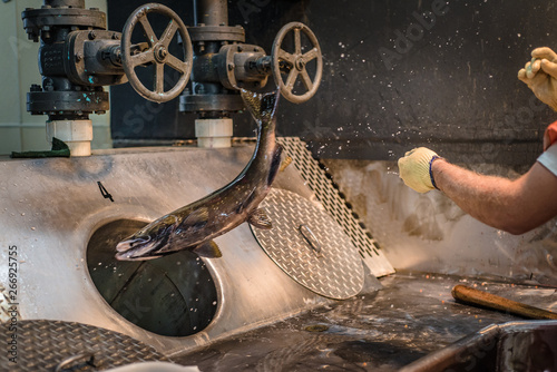 Worker at a fish hatchery throwing salmon into a sorting pipe photo