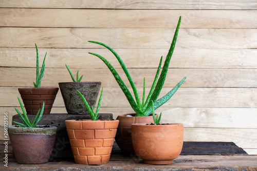 Fresh aloe vera stem slices and gel on wooden table, skin therapy concept © sundaemorning