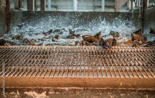 Tablou pe pânză Salmon flopping and splashing as they are being transferred out of a holding tan