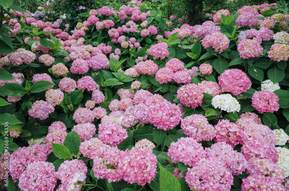 beautiful pink hydrangea flowers blooming in summer, background. A sea of pink hydrangea in bloom. beautiful pink hydrangea flowers blooming in summer, background. A sea of pink hydrangea in bloom.