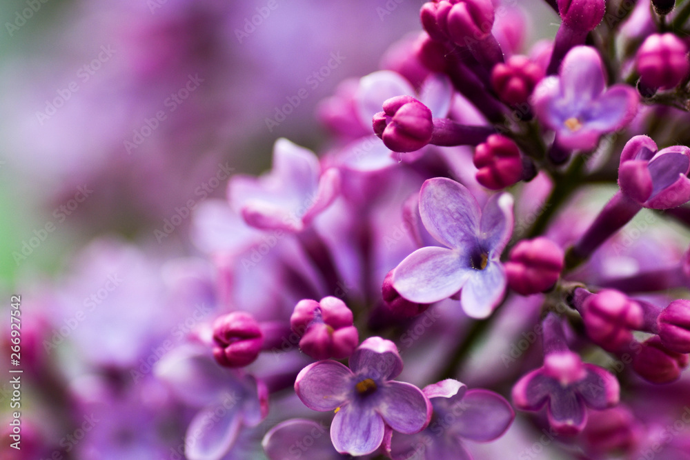 Macro image of spring lilac violet flowers, abstract soft floral background.