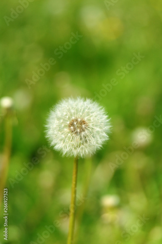 dandelion in grass © Евгений Кожевников