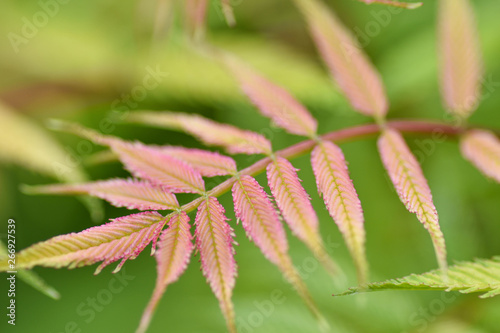 Springtime background with green leaves. Macro, closeup