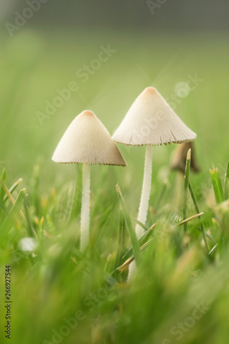 Shoot mushrooms up close