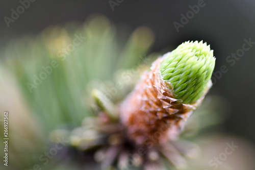 Macro photo of a young male pine cone. Art soft focus