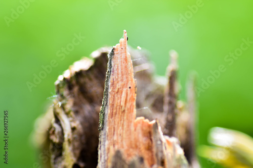 Nature wood bark pattern or texture. Old rough tree brown natural wooden abstract background. Timber material.