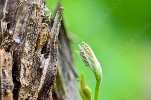 Nature wood bark pattern or texture. Old rough tree brown natural wooden abstract background. Timber material.