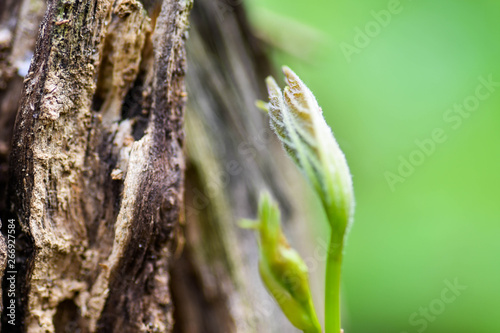 Nature wood bark pattern or texture. Old rough tree brown natural wooden abstract background. Timber material.