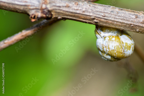 Snails gliding on the wet wooden texture. Macro