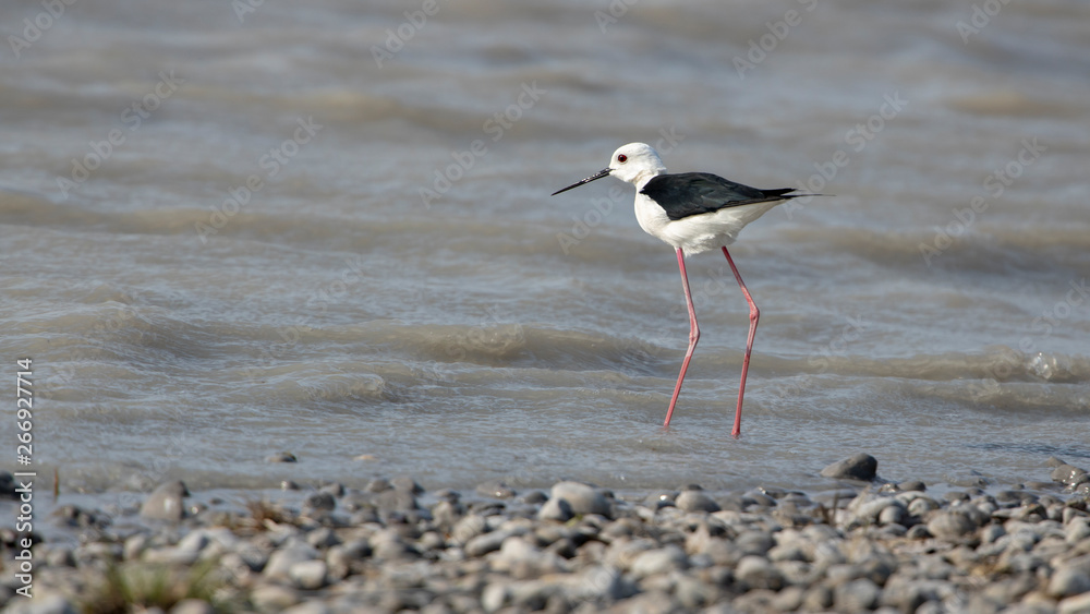 Ein Stelzenläufer im Flachwasser auf einer Kiesbank Ein Stelzenläufer im Flachwasser auf einer Kiesbank