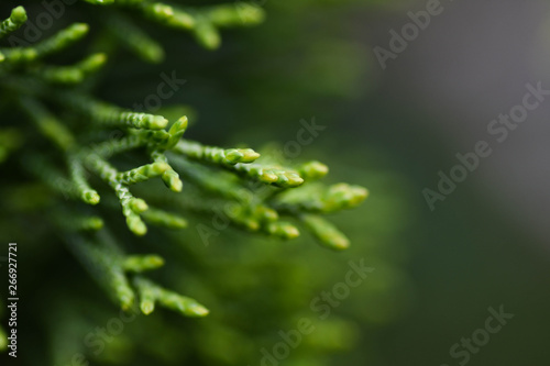 Springtime background with green leaves. Macro, closeup