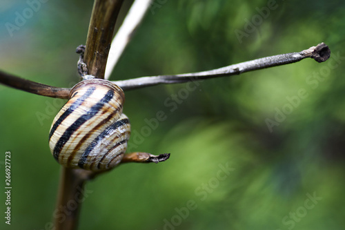 Snails gliding on the wet wooden texture. Macro