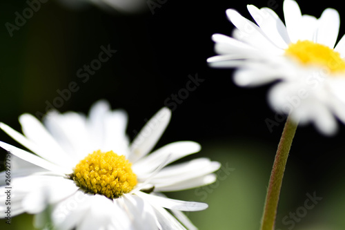 chamomile flowers closeup. Intention selective focus. Macro