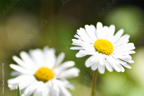 chamomile flowers closeup. Intention selective focus. Macro