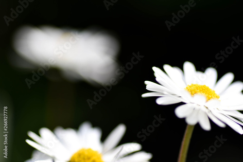 chamomile flowers closeup. Intention selective focus. Macro