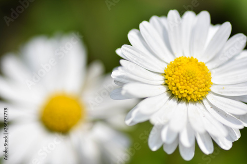 chamomile flowers closeup. Intention selective focus. Macro