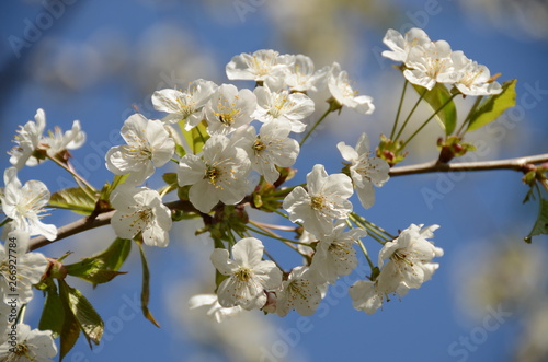 Detail of flowering branch with white flowers