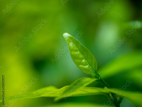 Green leaf background macro photo