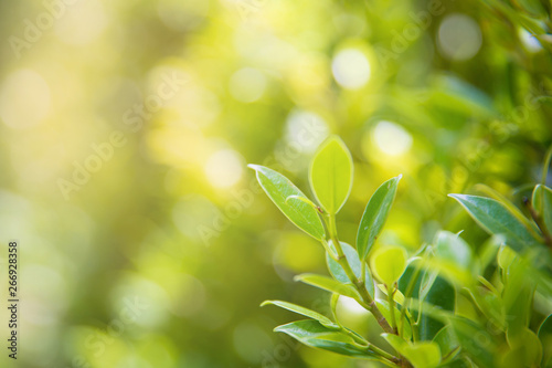 Closeup nature view of green leaf on blurred greenery background in garden with copy space for text using as summer background natural green plants landscape