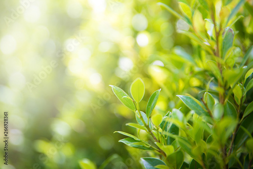 Closeup nature view of green leaf on blurred greenery background in garden with copy space for text using as summer background natural green plants landscape