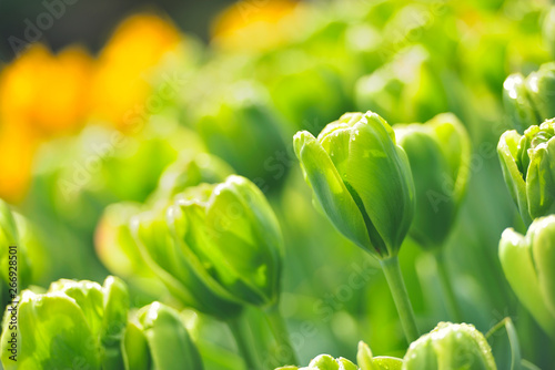 Colorful tulip field, summer flowerwith green leaf with blurred flower as background photo