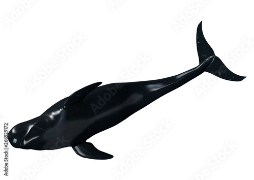 Fototapeta Naklejka Na Ścianę i Meble -  3D Rendering Pilot Whale on White