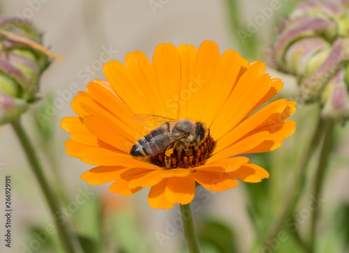 Honey bee collecting pollen on a yellow daisy flower