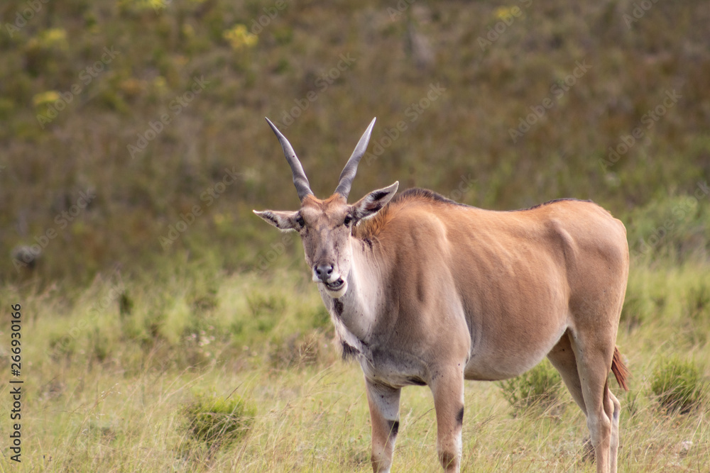 Funny looking antelopes in african safari Funny looking antelopes in african safari