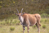 Funny looking antelopes in african safari