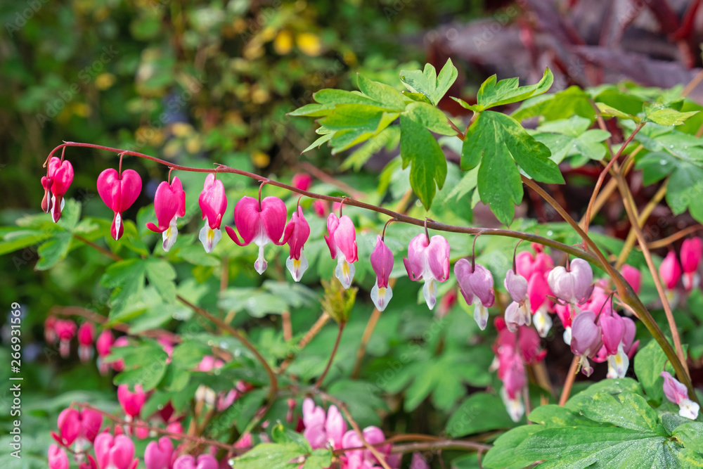 Dicentra plants ( Lamprocapnos spectabilis ) in springtime with their heart shaped flowers, known as Bleeding Hearts Dicentra plants ( Lamprocapnos spectabilis ) in springtime with their heart shaped flowers, known as Bleeding Hearts