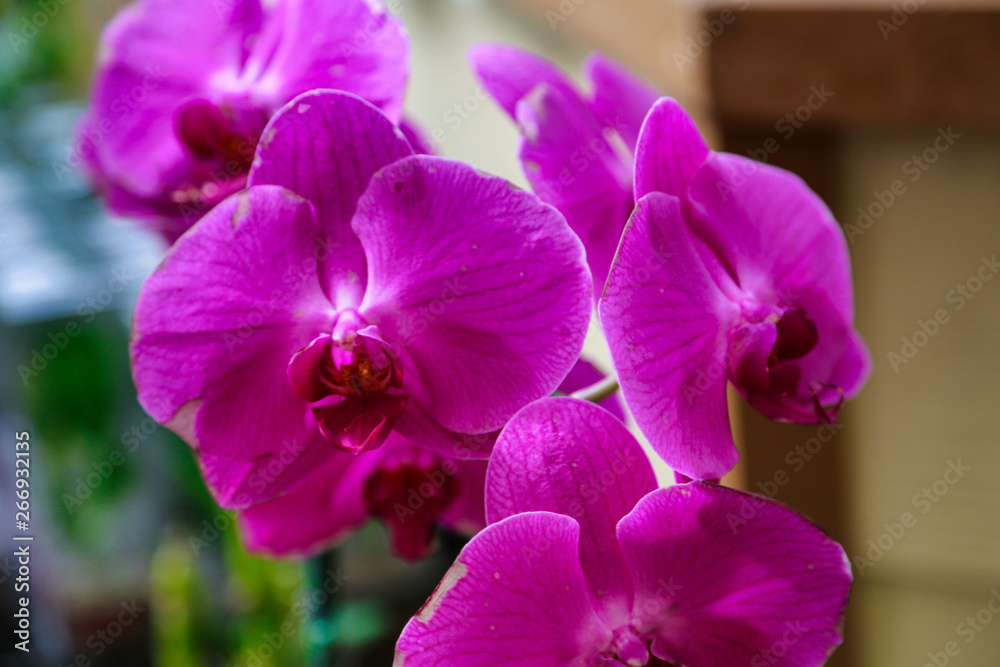 Purple orchids close up shot tropical plants Purple orchids close up shot tropical plants