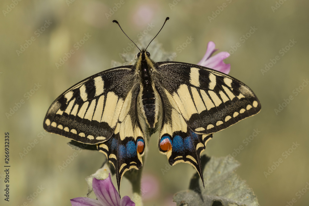 Fototapeta premium THIS BUTTERFLY PAPILIO MACHAON