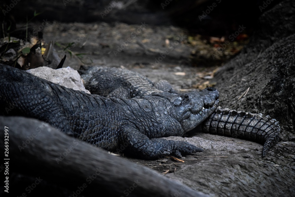 Obraz premium Cocodrilo 