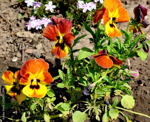Flowering of Viola tricolor in the garden